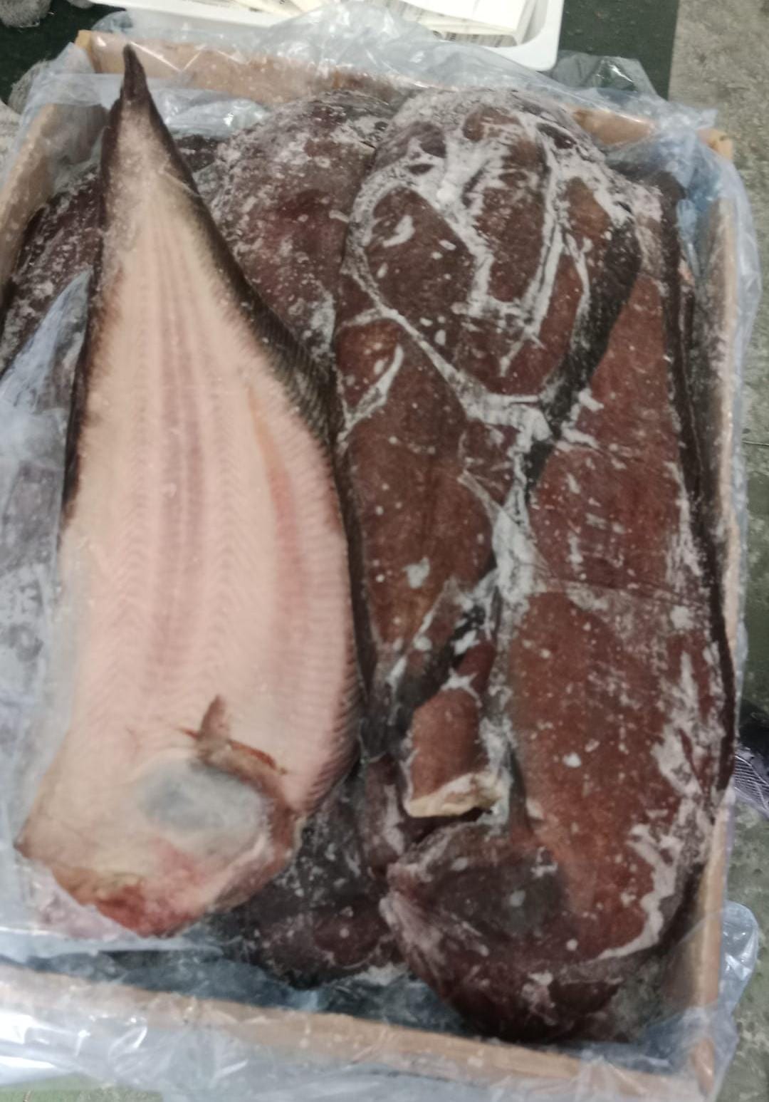 LENGUADO Nº3  +/-49CM 15KG APROX